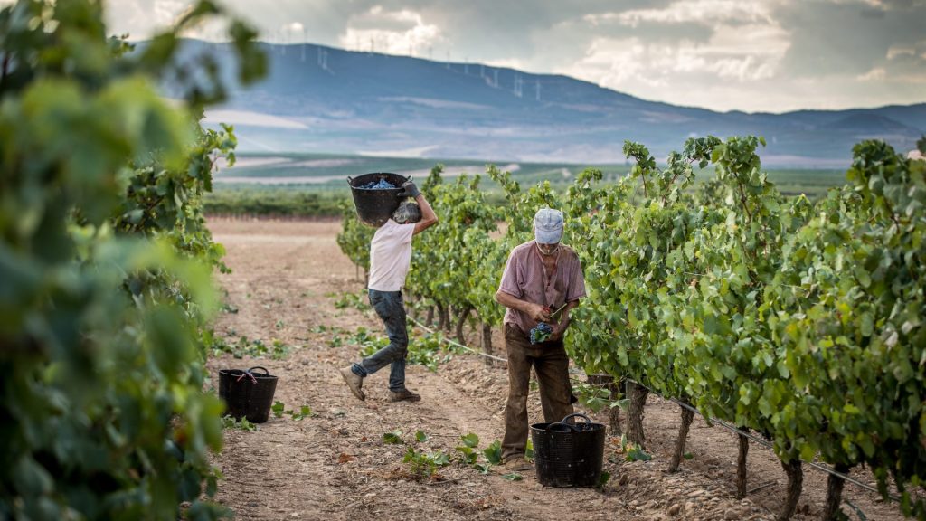 Vendanges dans La Rioja Baja