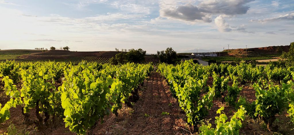 Vignobles Rulei