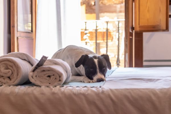 La Rioja con perro